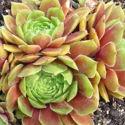 Sempervivum - Dachwurz - Hauswurz